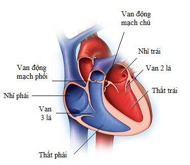 Lý thuyết Sinh học lớp 8 bài 17: Tim và mạch máu