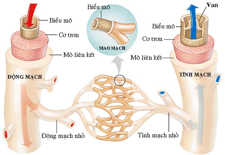 Lý thuyết Sinh học lớp 8 bài 17: Tim và mạch máu