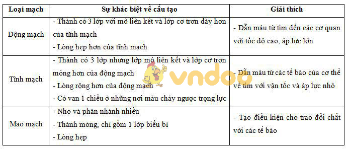 Lý thuyết Sinh học lớp 8 bài 17: Tim và mạch máu