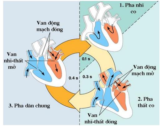 Lý thuyết Sinh học lớp 8 bài 17: Tim và mạch máu