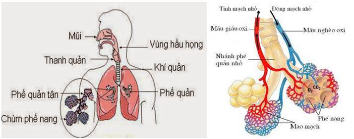 cơ quan hô hâp Lý thuyết Sinh học lớp 8 bài 20: Hô hấp và các cơ quan hô hấp
