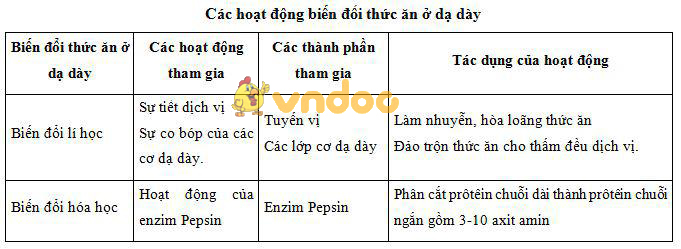 tiêu hóa ở dạ dày Lý thuyết Sinh học lớp 8 bài 27: Tiêu hóa ở dạ dày