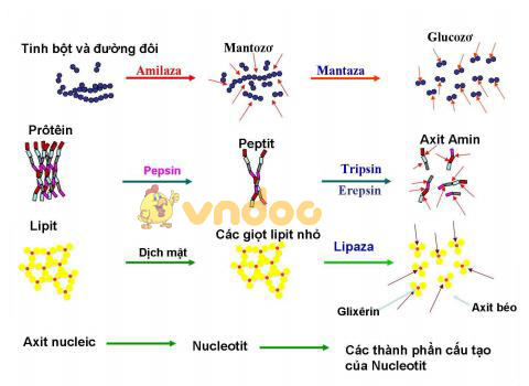 Lý thuyết Sinh học lớp 8 bài 28: Tiêu hóa ở ruột non