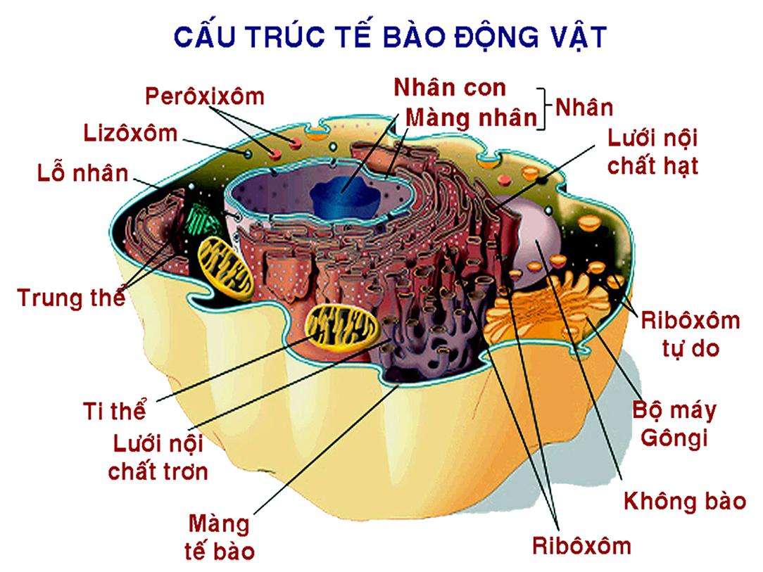 cấu trúc tế bào động vật Lý thuyết Sinh học lớp 8 bài 3: Tế bào