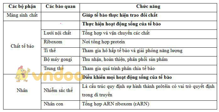 CHỨC NĂNG CỦA CÁC BỘ PHẬN TRONG TẾ BÀO Lý thuyết Sinh học lớp 8 bài 3: Tế bào