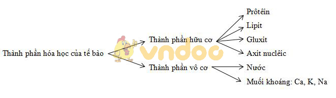 thành phần hóa học của tế bào Lý thuyết Sinh học lớp 8 bài 3: Tế bào