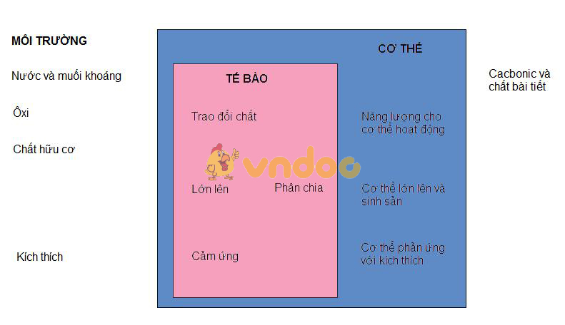 hoạt động sống của tế bào Lý thuyết Sinh học lớp 8 bài 3: Tế bào
