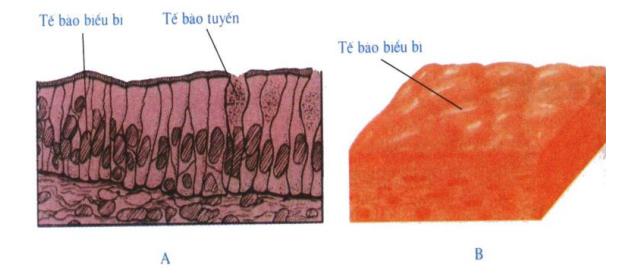mô biểu bì Lý thuyết Sinh học lớp 8 bài 4: Mô