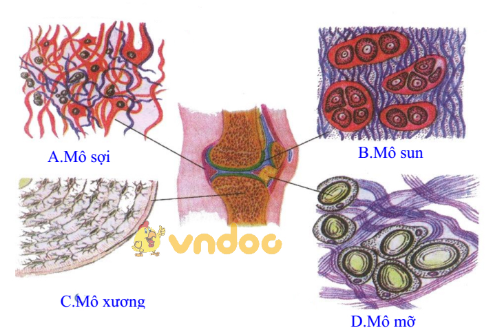 Mô liên kết Lý thuyết Sinh học lớp 8 bài 4: Mô