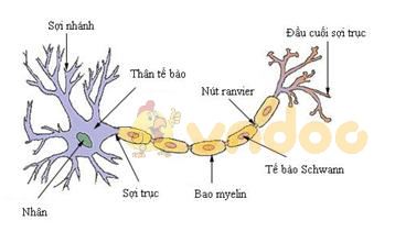 nơron Lý thuyết Sinh học lớp 8 bài 6: Phản xạ