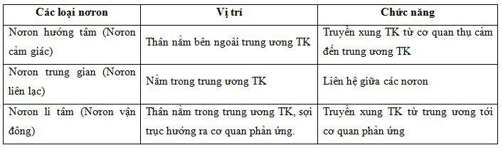 Các loại nơron Lý thuyết Sinh học lớp 8 bài 6: Phản xạ