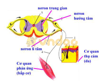 cung phản xạ Lý thuyết Sinh học lớp 8 bài 6: Phản xạ