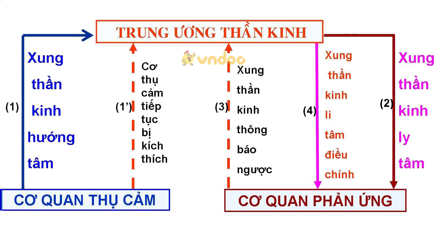 Đường truyền xung thần kinh trong vòng phản xạ Lý thuyết Sinh học lớp 8 bài 6: Phản xạ