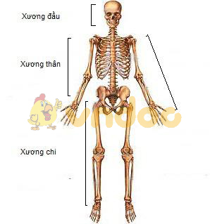 Các phần của bộ xương người Lý thuyết Sinh học lớp 8 bài 7: Bộ xương