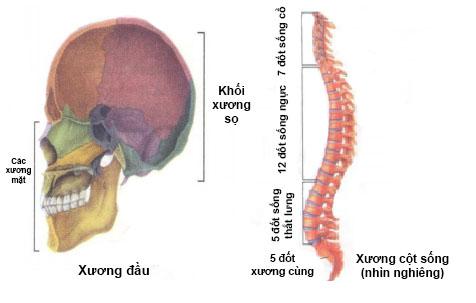 Xương đầu và xương cột sống Lý thuyết Sinh học lớp 8 bài 7: Bộ xương