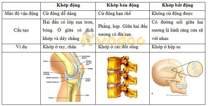 Các khớp xương Lý thuyết Sinh học lớp 8 bài 7: Bộ xương