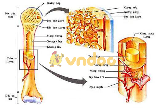 cấu tạo của xương dài Lý thuyết Sinh học lớp 8 bài 8: Cấu tạo và tính chất của xương