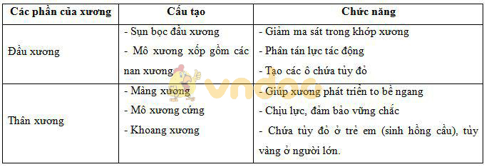 chức năng của xương dài Lý thuyết Sinh học lớp 8 bài 8: Cấu tạo và tính chất của xương