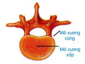 cấu tạo xương ngắn và xương dẹt Lý thuyết Sinh học lớp 8 bài 8: Cấu tạo và tính chất của xương
