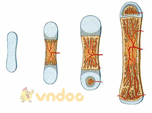 sự dài ra của xương Lý thuyết Sinh học lớp 8 bài 8: Cấu tạo và tính chất của xương