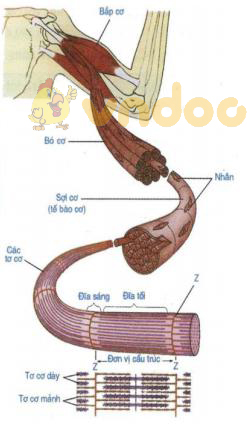 cấu tạo cơ và bắp cơ Lý thuyết Sinh học lớp 8 bài 9: Cấu tạo và tính chất của cơ