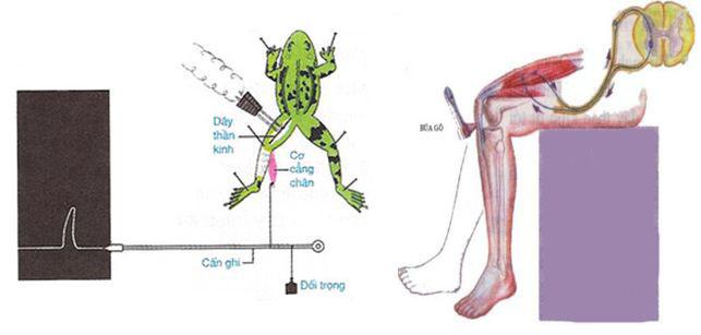 thí nghiệm co cơ Lý thuyết Sinh học lớp 8 bài 9: Cấu tạo và tính chất của cơ