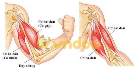 thí nghiệm co cơ Lý thuyết Sinh học lớp 8 bài 9: Cấu tạo và tính chất của cơ