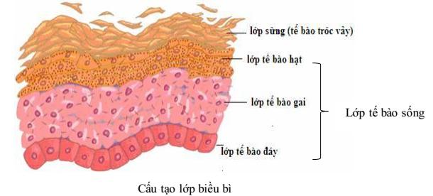 lớp biểu bì Lý thuyết Sinh học lớp 8 bài 41: Cấu tạo và chức năng của da