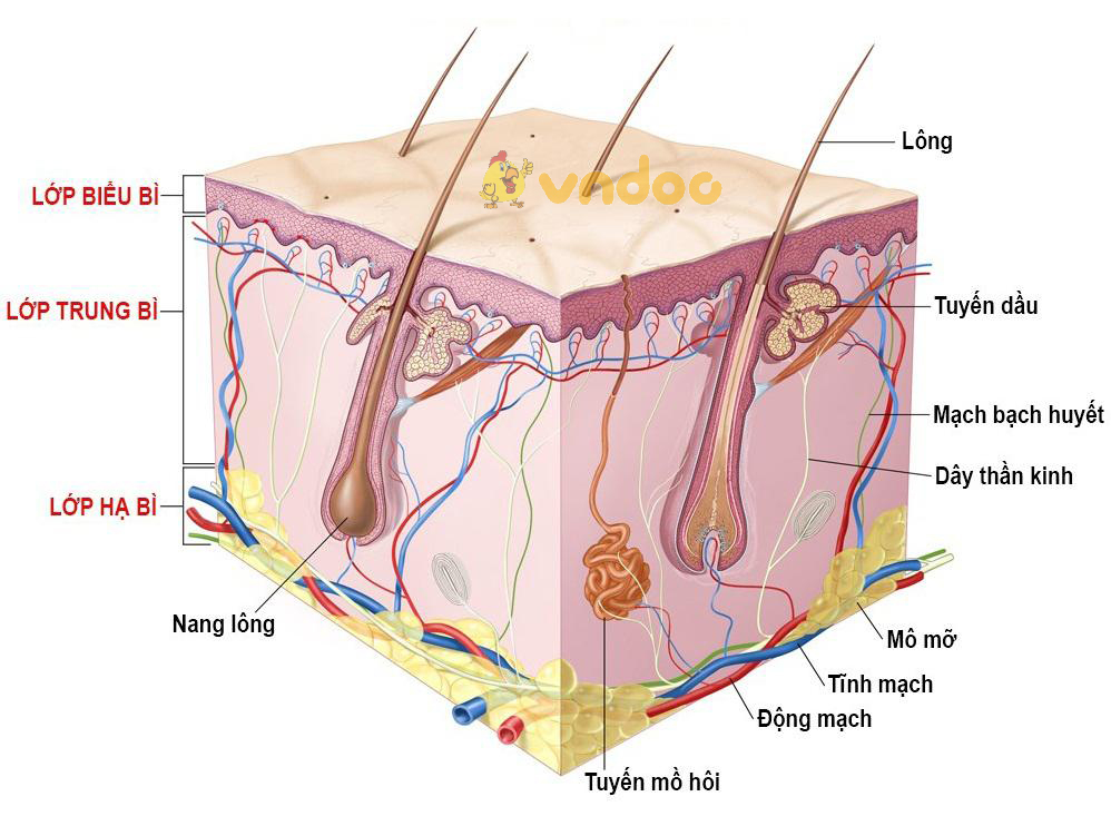 cấu tạo da Lý thuyết Sinh học lớp 8 bài 41: Cấu tạo và chức năng của da