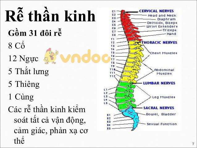 số lượng dây thần kinh tủy Lý thuyết Sinh học lớp 8 bài 45: Dây thần kinh tủy