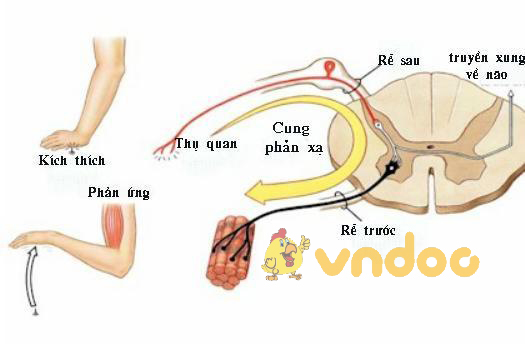 dây thần kinh tủy Lý thuyết Sinh học lớp 8 bài 45: Dây thần kinh tủy