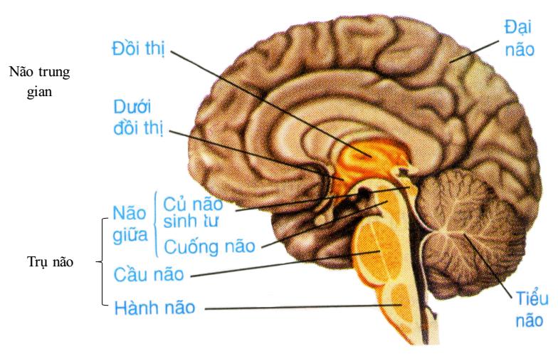 các bộ phận của não Lý thuyết Sinh học lớp 8 bài 46: Trụ não, tiểu não, não trung gian