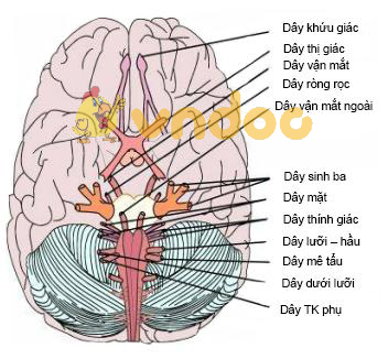 dây thần kinh não Lý thuyết Sinh học lớp 8 bài 46: Trụ não, tiểu não, não trung gian