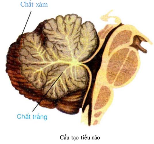cấu tạo tiểu não Lý thuyết Sinh học lớp 8 bài 46: Trụ não, tiểu não, não trung gian
