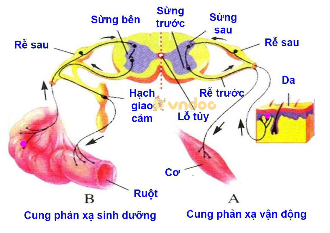 cung phản xạ sinh dưỡng Lý thuyết Sinh học lớp 8 bài 48: Hệ thần kinh sinh dưỡng