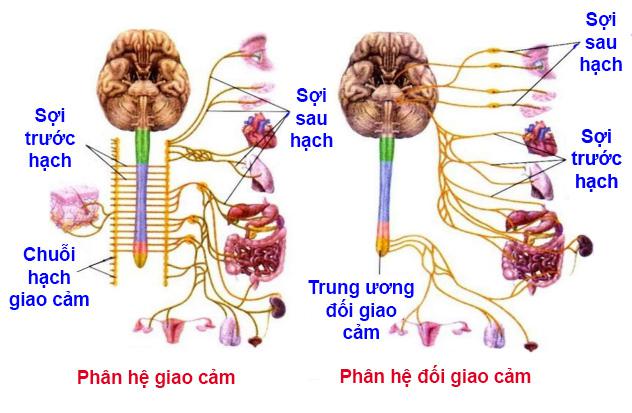 so sánh giao cảm và đối giao cảm Lý thuyết Sinh học lớp 8 bài 48: Hệ thần kinh sinh dưỡng
