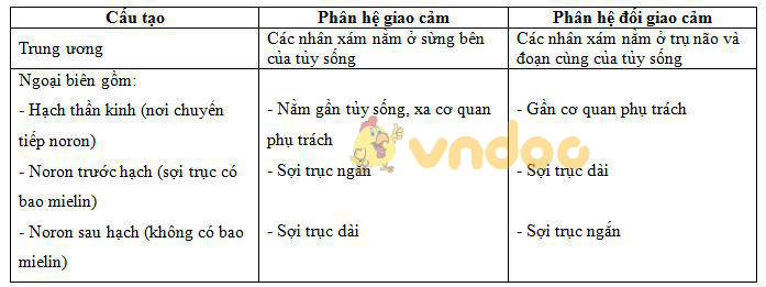 so sánh giao cảm và đối giao cảm 2 Lý thuyết Sinh học lớp 8 bài 48: Hệ thần kinh sinh dưỡng