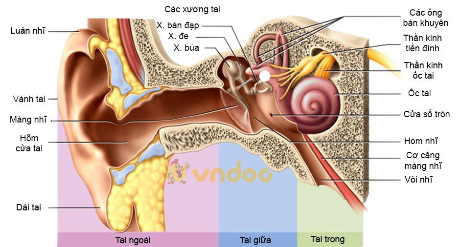 cấu tạo tai Lý thuyết Sinh học lớp 8 bài 51: Cơ quan phân tích thính giác