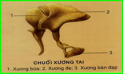 chuỗi xương tai Lý thuyết Sinh học lớp 8 bài 51: Cơ quan phân tích thính giác