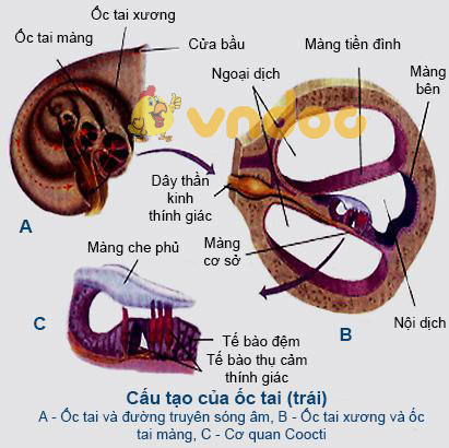 cấu tạo ốc tai 1 Lý thuyết Sinh học lớp 8 bài 51: Cơ quan phân tích thính giác