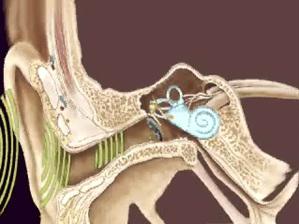 thu nhận sóng âm Lý thuyết Sinh học lớp 8 bài 51: Cơ quan phân tích thính giác