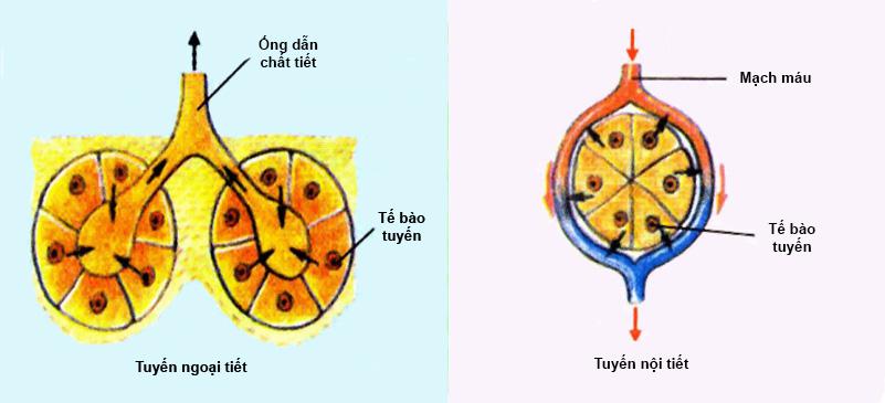 Lý thuyết Sinh học lớp 8 bài 55: Giới thiệu chung hệ nội tiết