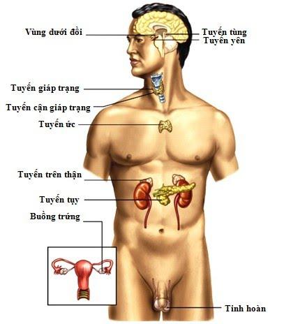 Lý thuyết Sinh học lớp 8 bài 55: Giới thiệu chung hệ nội tiết