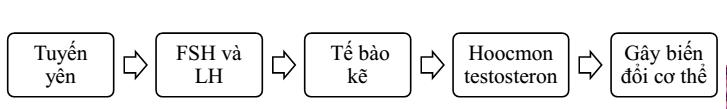 Lý thuyết Sinh học lớp 8 bài 58: Tuyến sinh dục