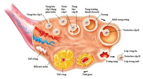 Lý thuyết Sinh học lớp 8 bài 58: Tuyến sinh dục