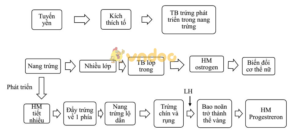 Lý thuyết Sinh học lớp 8 bài 58: Tuyến sinh dục