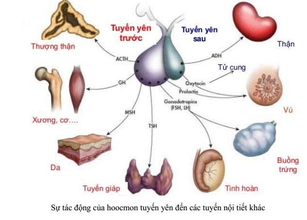 Lý thuyết Sinh học lớp 8 bài 59: Sự điều hòa và phối hợp hoạt động của các tuyến nội tiết