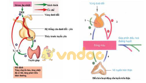 điều hòa của tuyến giáp và tuyến thượng thận Lý thuyết Sinh học lớp 8 bài 59: Sự điều hòa và phối hợp hoạt động của các tuyến nội tiết