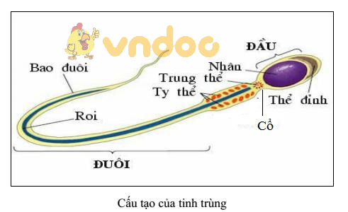tinh trùng Lý thuyết Sinh học lớp 8 bài 60: Cơ quan sinh dục nam
