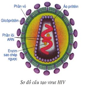 Lý thuyết Sinh học lớp 8 bài 65: Đại dịch AIDS - Thảm họa của loài người